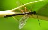 Rhyssella obliterata